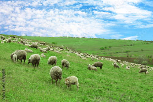 Sheeps grazing in meadow