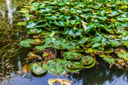 Lotussee in China photo