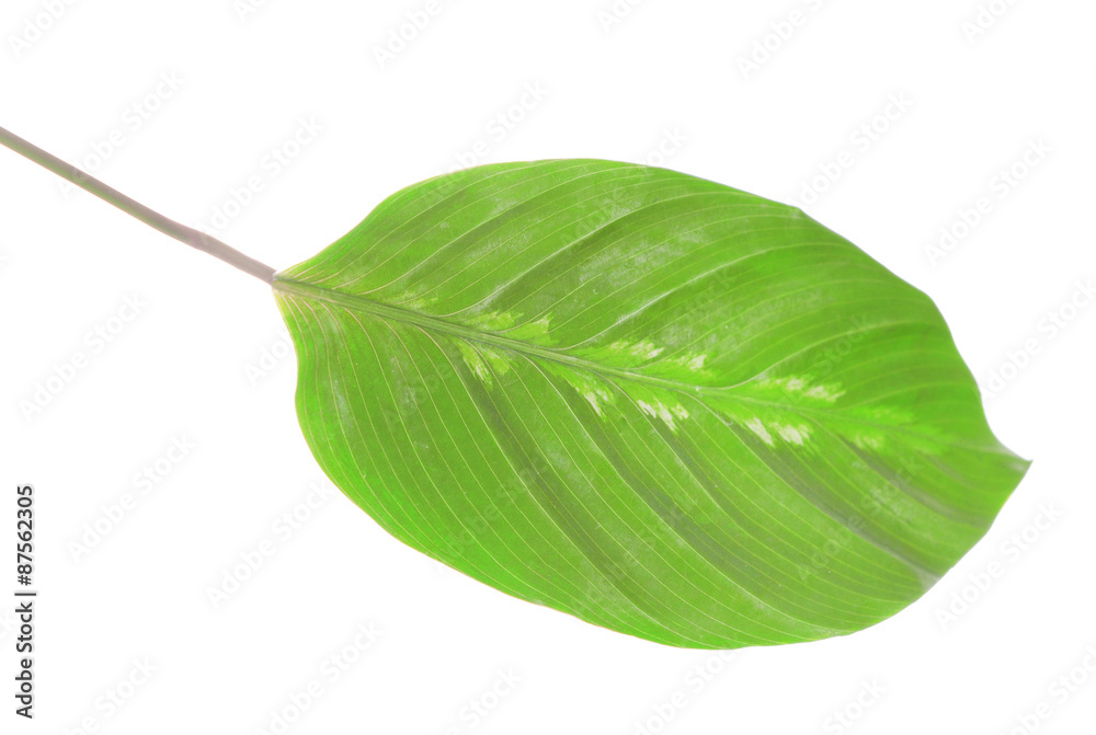 Obraz premium Green leaf isolated on white