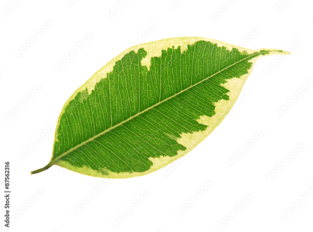 Obraz premium Tree leaf isolated on white