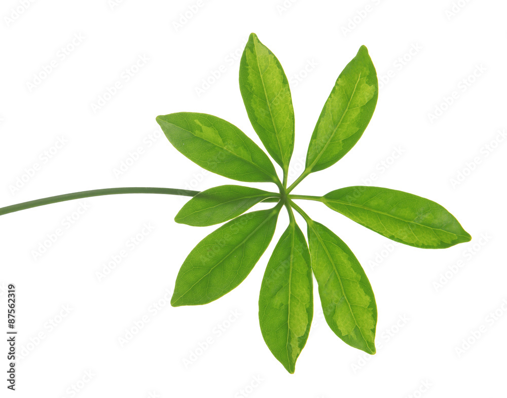 Obraz premium Tree leaves isolated on white