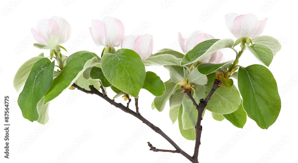Fototapeta premium Apple tree branch with blossoms, isolated on white