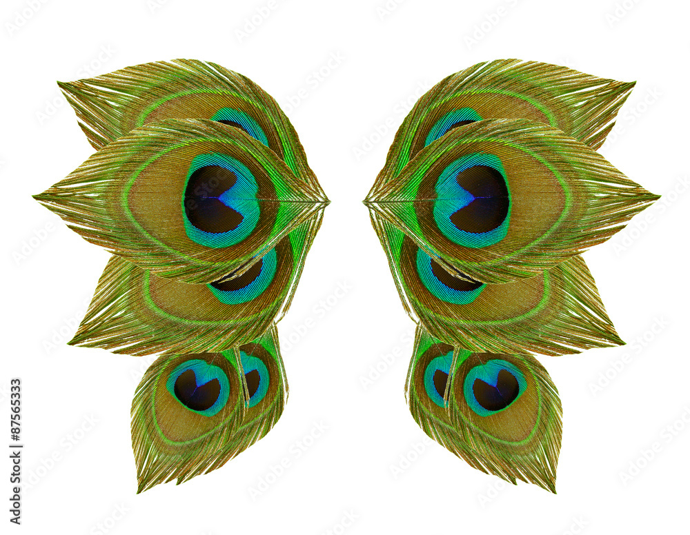 Obraz premium Wings peacock feathers on white background