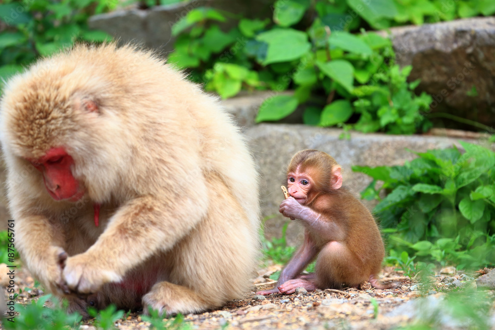 野生の猿の親子 かわいい猿の赤ちゃん Stock Photo Adobe Stock