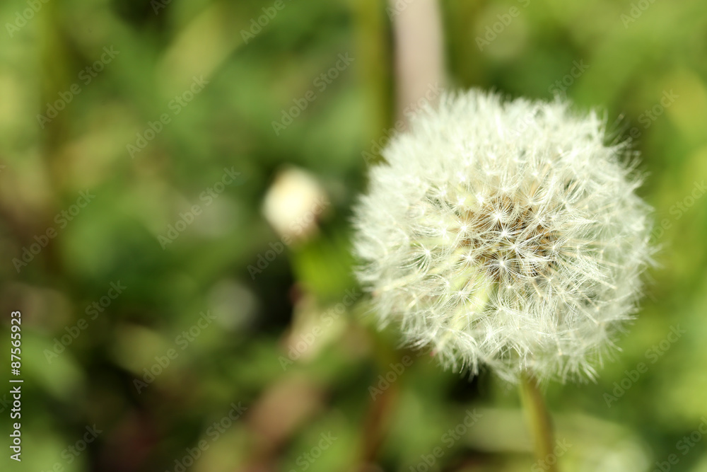 Dandelion flower outdoors