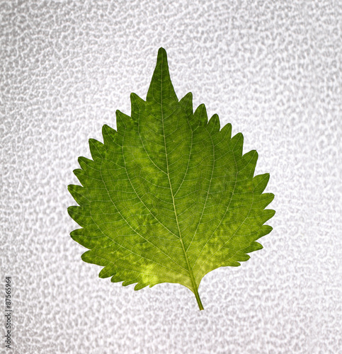 Green leaf shiso photo