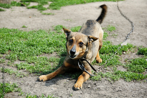 Mongrel on chain in yard photo