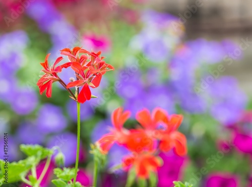 Fototapeta Naklejka Na Ścianę i Meble -  Red pelargonium (geranium) flower, blooming in a garden
