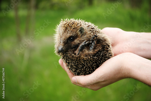 Hands holding hedgehog outdoors