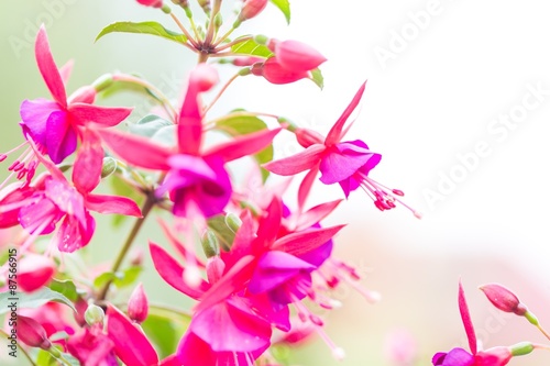 Cuadro en lienzo Close up of fuchsia flowers (Onagraceae Salvia Splendens)