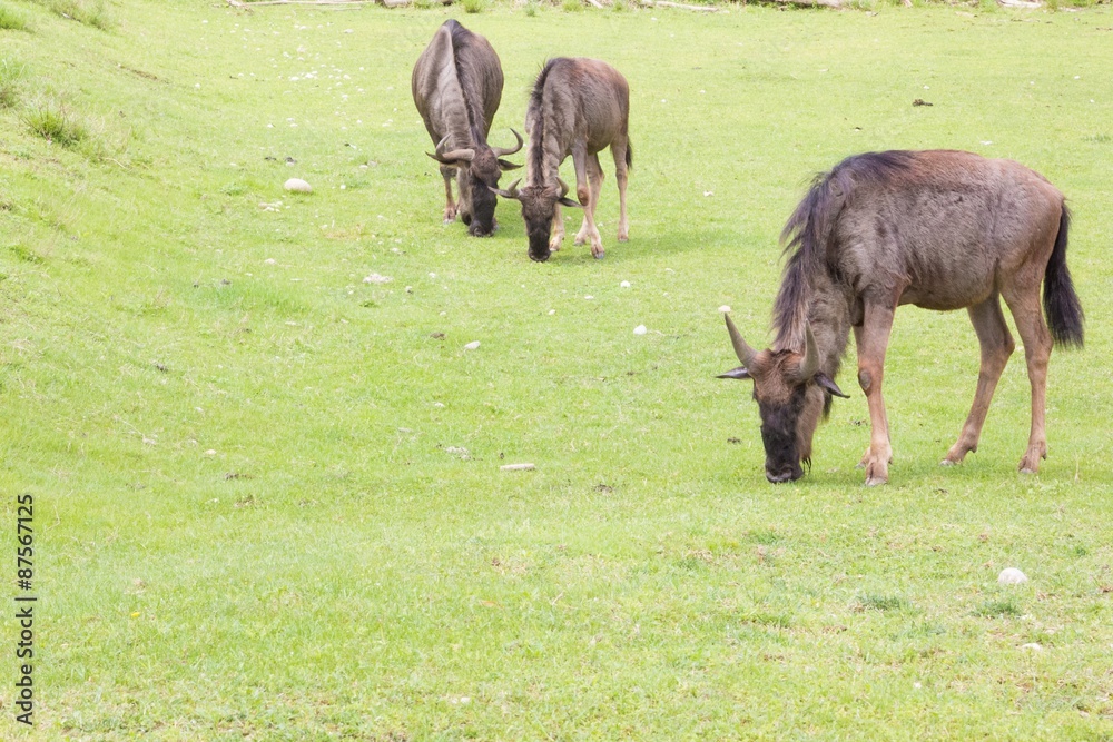 Fototapeta premium gnu