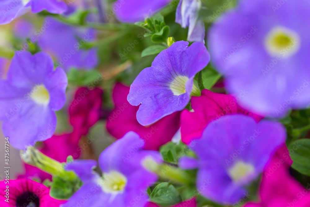 Closeup of colorful Petunia flowers (Solanaceae) Closeup of colorful Petunia flowers (Solanaceae)