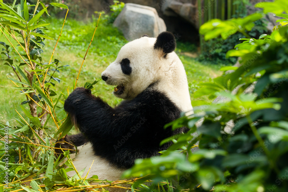 Fototapeta premium Panda eating bamboo