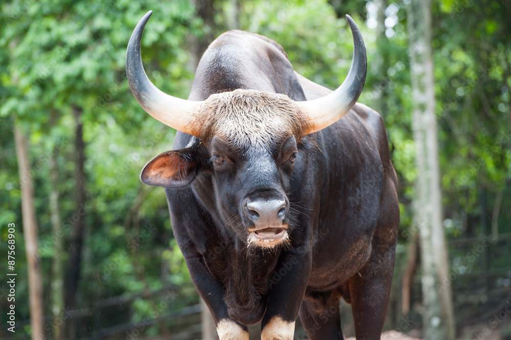 Gaur Gaur
