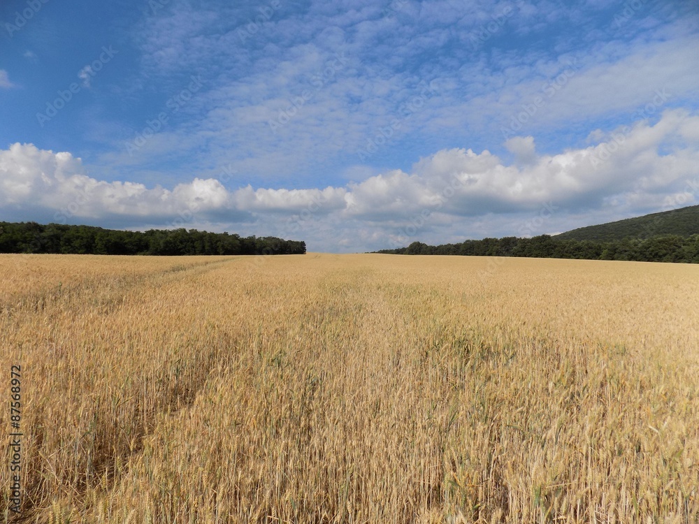 Barley field, forest and sky