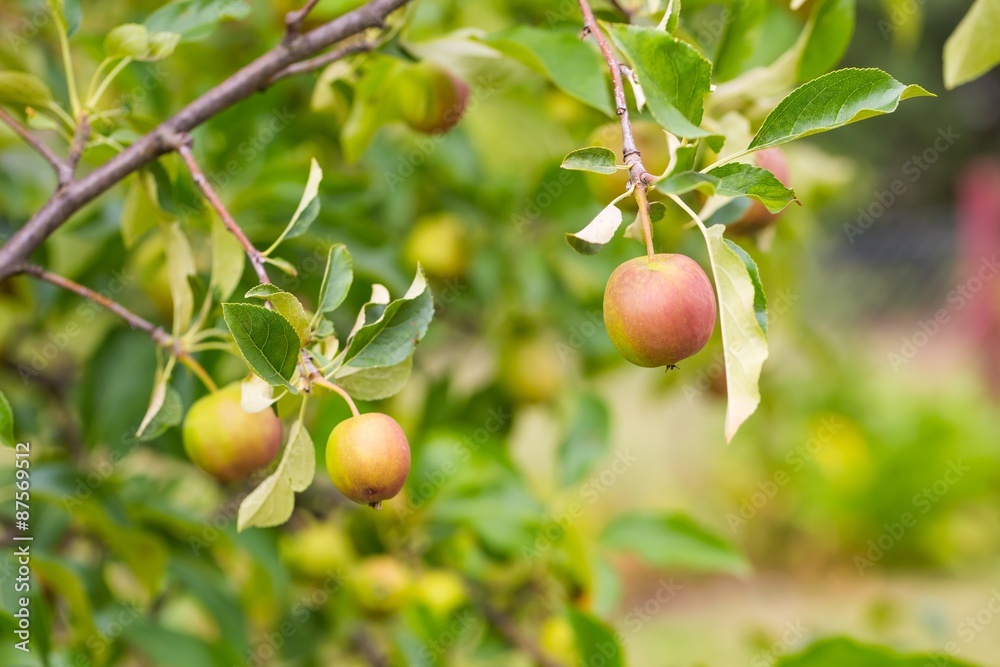 Young green apples on branch Young green apples on branch