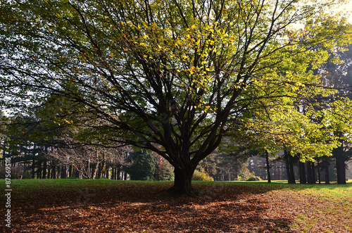 Autumn tree