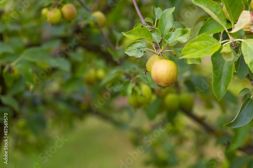 Young green apples on branch