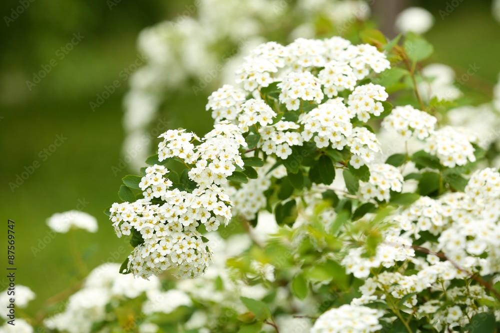 White flowers of blooming rowan tree, outdoors