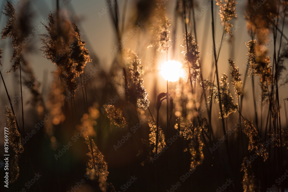 Obraz premium Sunlight through the dusk canes