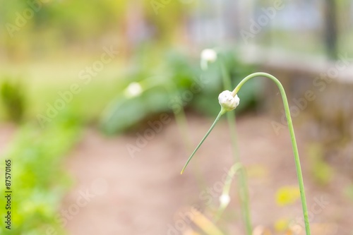 Garlic flower bud in the garden