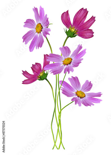 Cosmos flowers isolated on white background