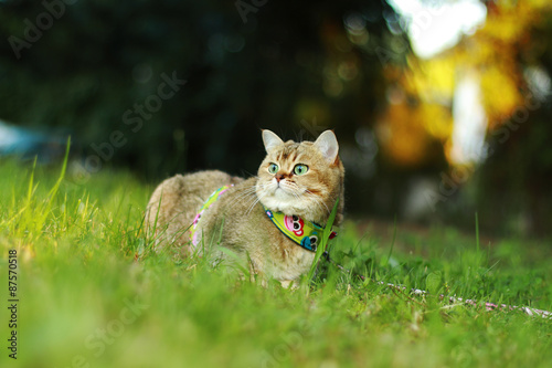Katze Leine © inapod