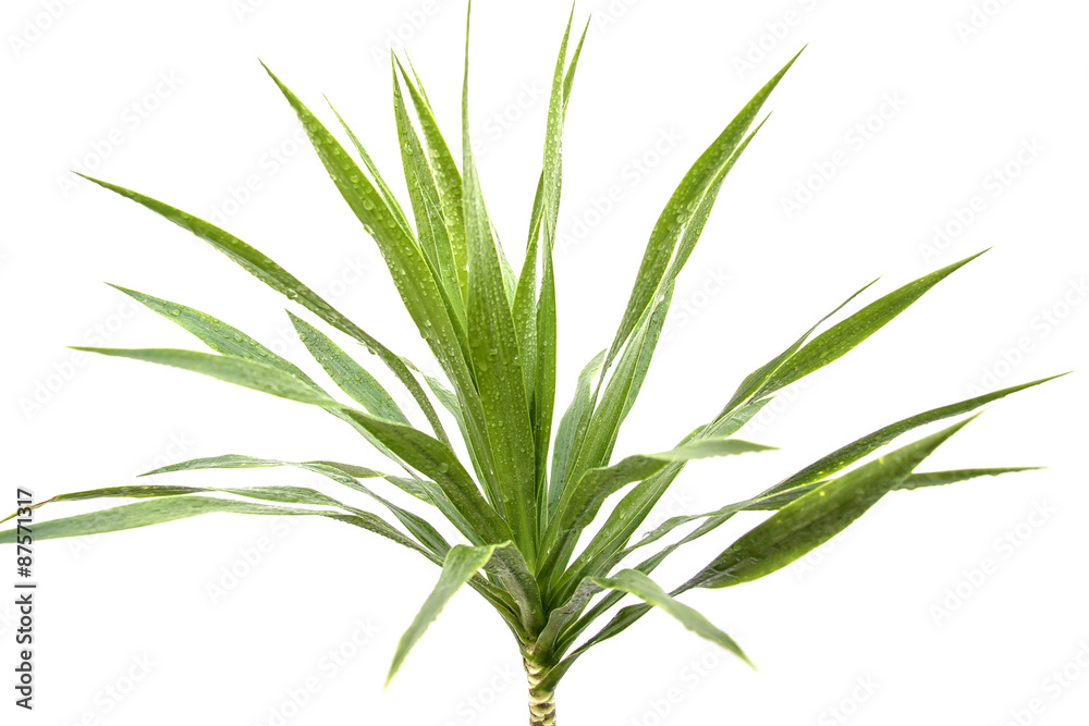 yucca sur fond blanc yucca sur fond blanc