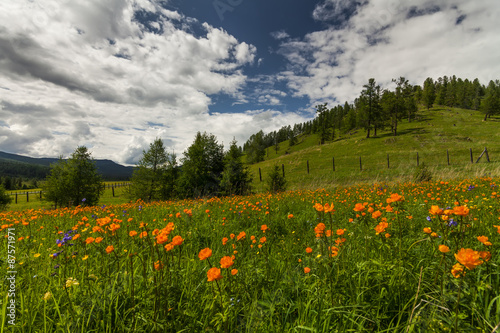 Amazing views of the flowery meadow on background of the mountai