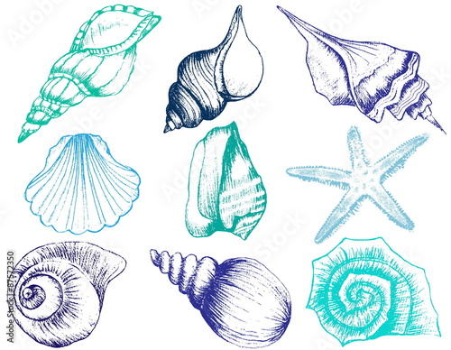 Hand drawn collection of various seashell illustrations isolated