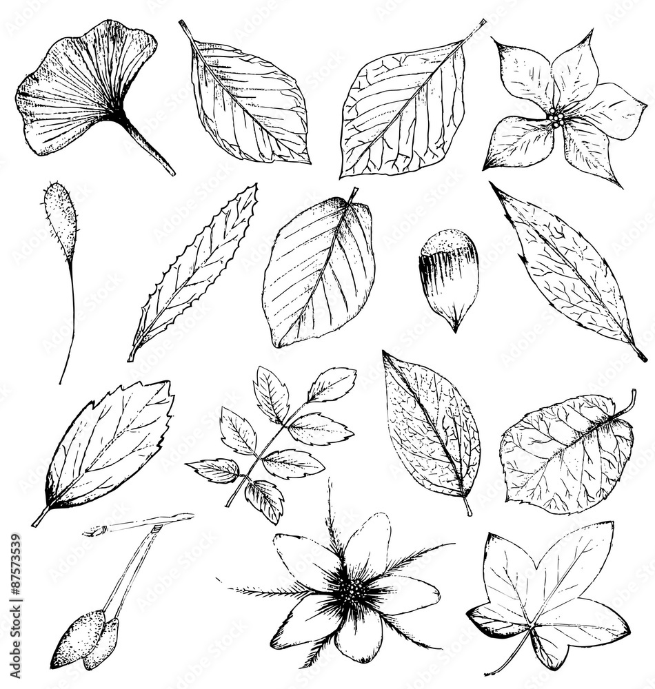 Collection of hand drawn plants, leaves and flowers