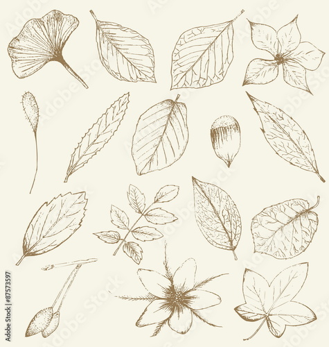 Collection of hand drawn plants, leaves © popup1