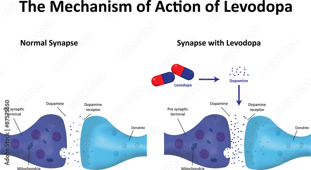 Levodopa Mechanism of Action เวกเตอร์สต็อก Adobe Stock
