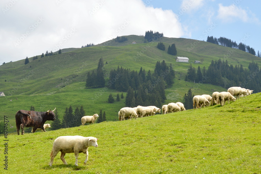sheep feeding grass on the hill in Appenzell Switzerland