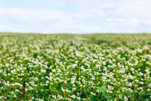 Buckwheat field