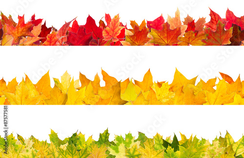 Seamless pattern of colored autumn maple leaves, isolated on white background.