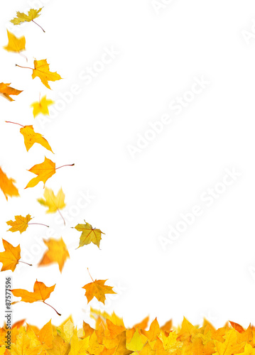 Falling autumn yellow maple leaves, isolated on white background.