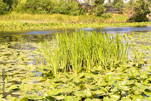 Reeds and Waterlilies in the River