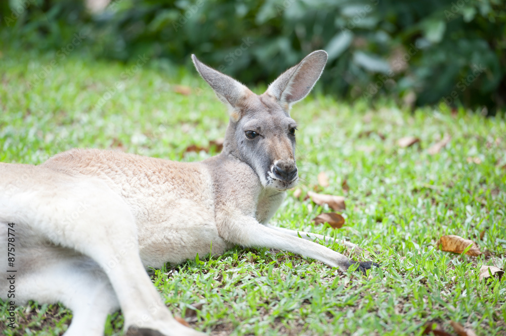 Wallaby