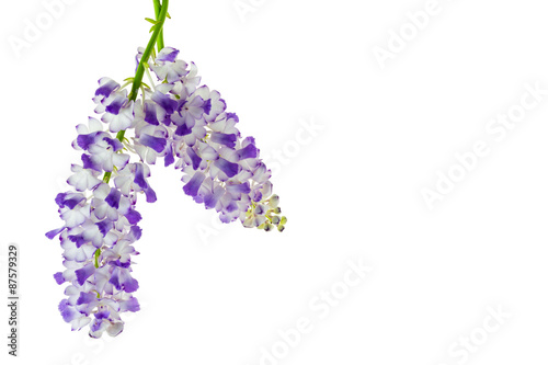 Orchid flowers