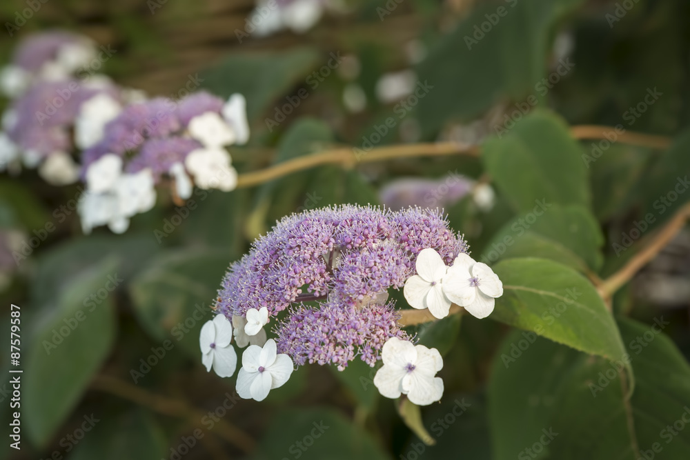 Blühende Samthortensie (Hydrangea sargentiana) Blühende Samthortensie (Hydrangea sargentiana)