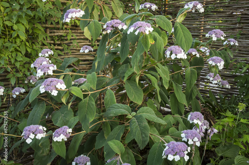 Fototapeta Naklejka Na Ścianę i Meble -  Blühende Samthortensie (Hydrangea sargentiana)
