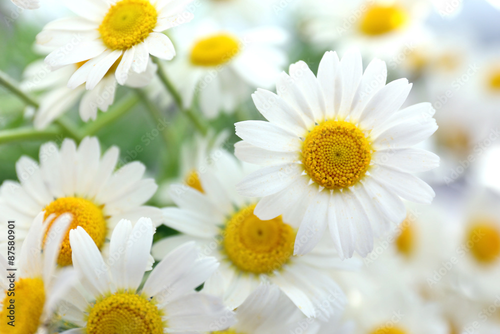 Obraz premium Beautiful bouquet of daisies close up