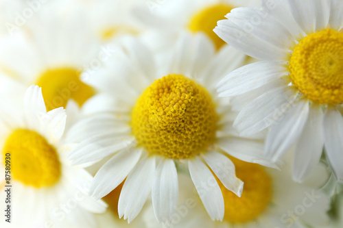 Beautiful bouquet of daisies close up