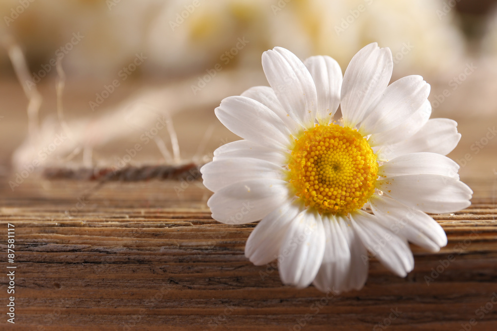 Obraz premium Beautiful daisy on table close up