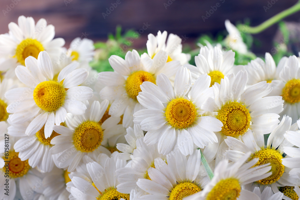 Obraz premium Beautiful bouquet of daisies close up