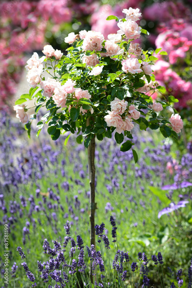 Fototapeta premium ein schöner Garten mit vielen Blumen