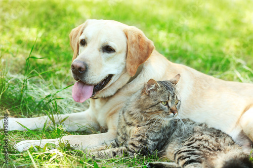 Fototapeta Naklejka Na Ścianę i Meble -  Friendly dog and cat resting over green grass background