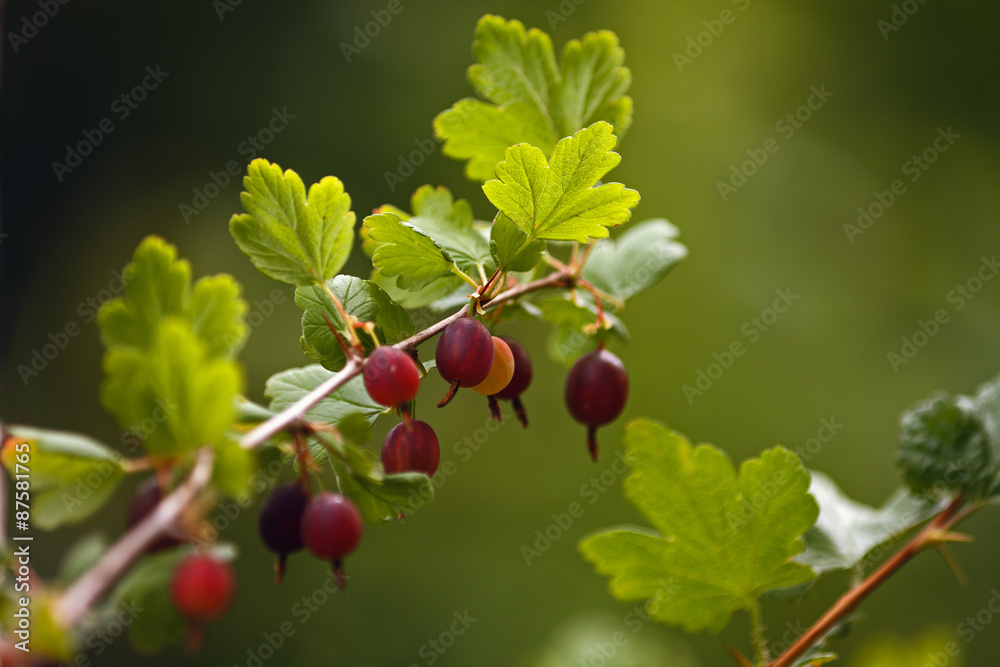Gooseberries red. / Lots of ripe berries on the branches of a delicious gooseberry bush. Gooseberries red. / Lots of ripe berries on the branches of a delicious gooseberry bush.