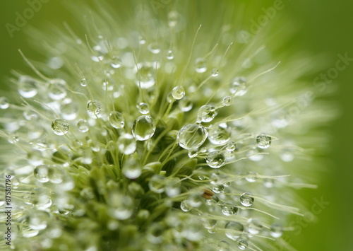 Tiny raindrops shining on a green grass flower - macro. 